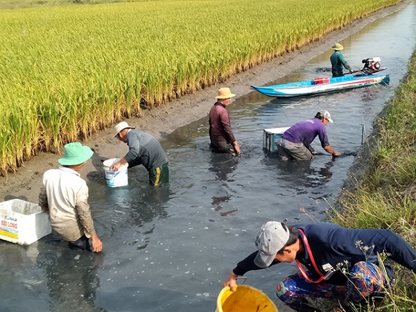 Bạc Liêu: Nhân rộng và phát triển mô hình nuôi tôm kết hợp